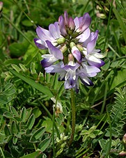 Alpine Milk-vetch  Astragalus alpinus © John Muddeman